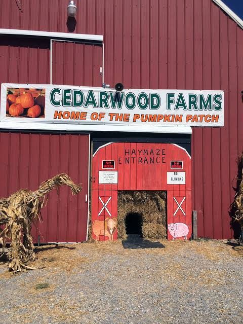 Cedarwood Farms hay maze entrance