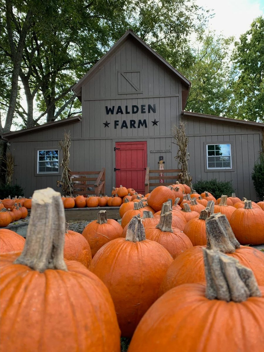 Pumpkins in front of the Walden Farm country store