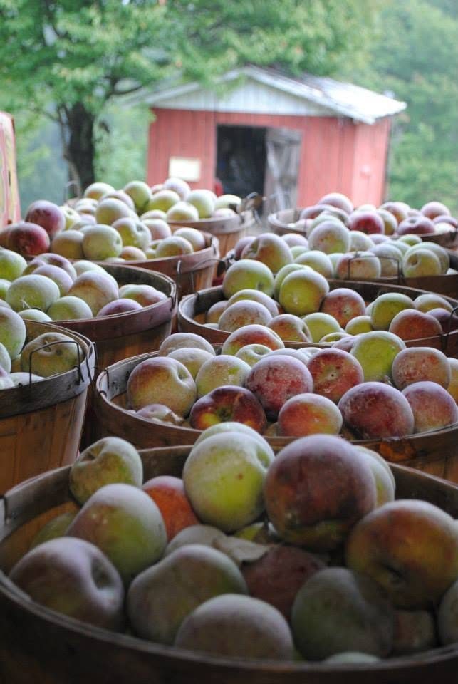 Baskets of apples at Wheeler's Orchard