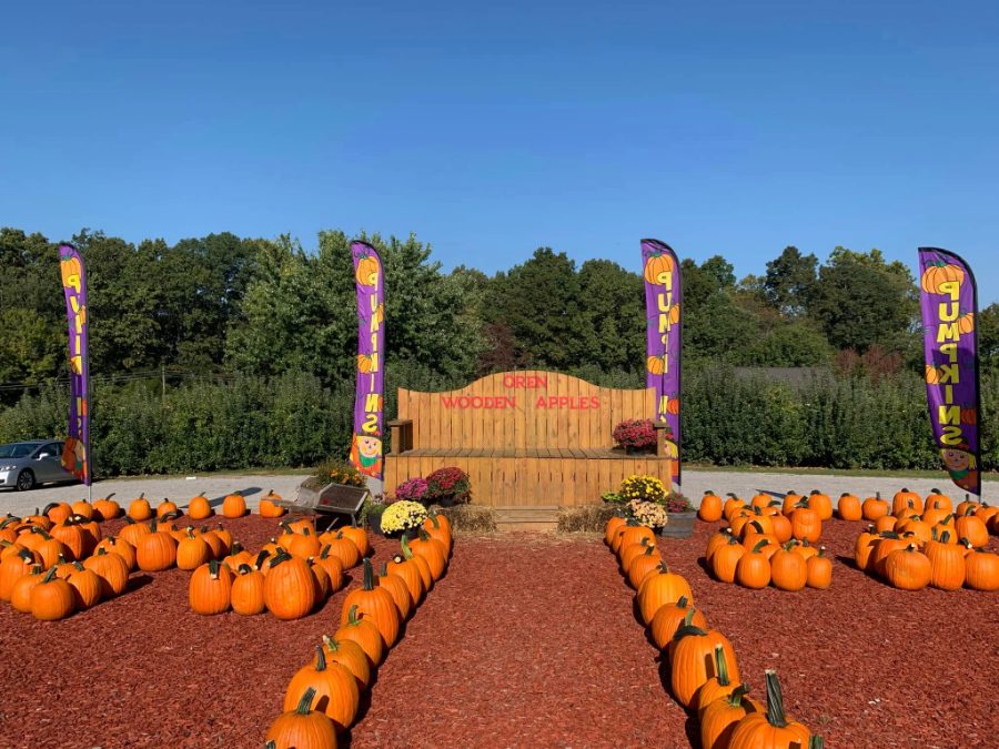 Pumpkin display at Oren Wooden's Apple House