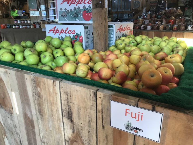 Apples at the farm