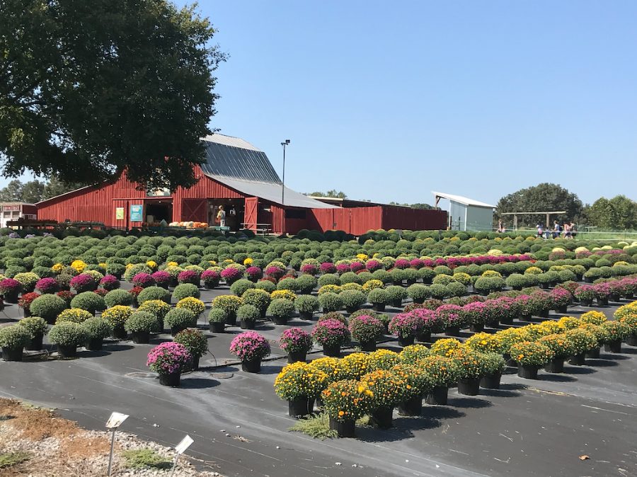 Mums for sale at the Fall Market