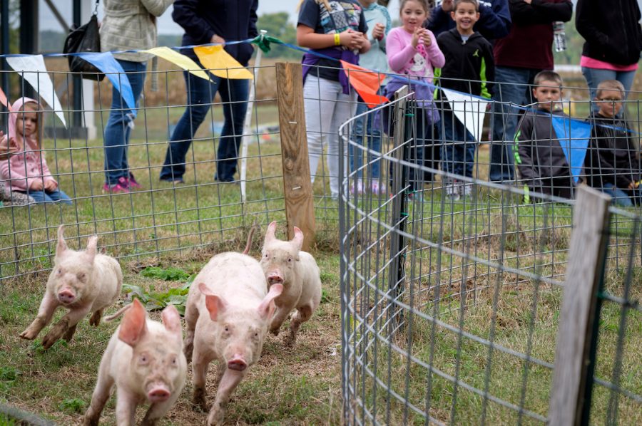 Pigs racing past cheering kids