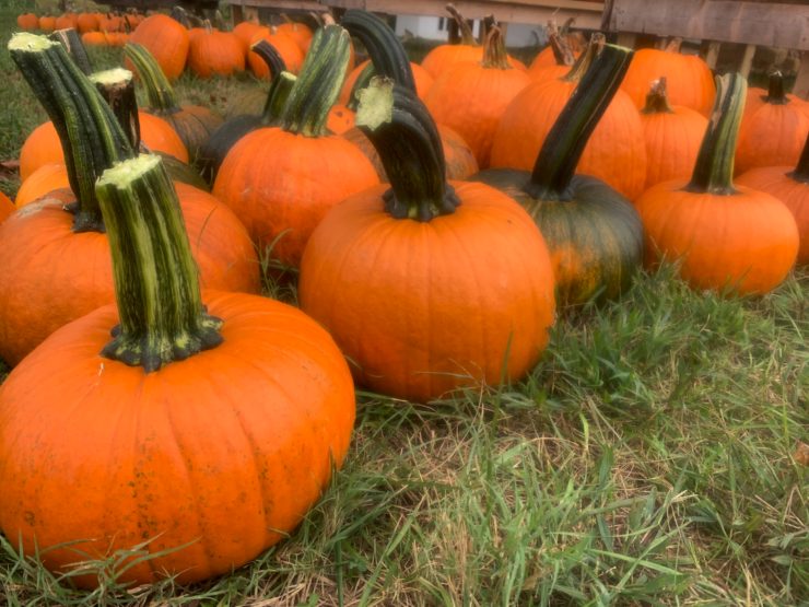 Pumpkins in the patch