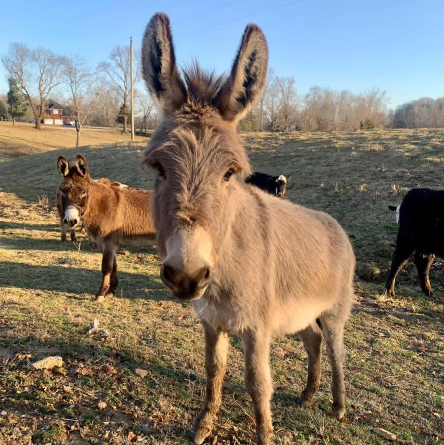 A donkey at Bean Acres Farm